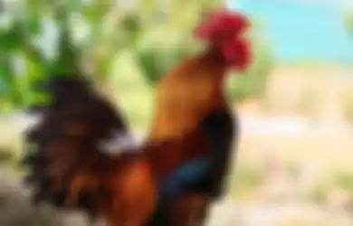 Kakek Berusia 83 Tahun Ini Kena Denda Rp 2,9 Juta Hanya karena Ayam Jagonya Berkokok Terlalu Pagi, Kakek: 'Saya Tidak Dapat Berkata-kata'