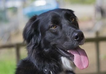  Arti Mimpi Dikejar Anjing Hitam Menjadi Pertanda Kekhawatiran dan Rasa Cemas, Benarkan Begitu?