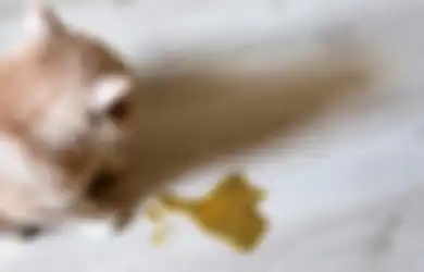 5 Jenis Muntah Kucing dan Penyebabnya. Yuk Cek Kesehatan Anabul!