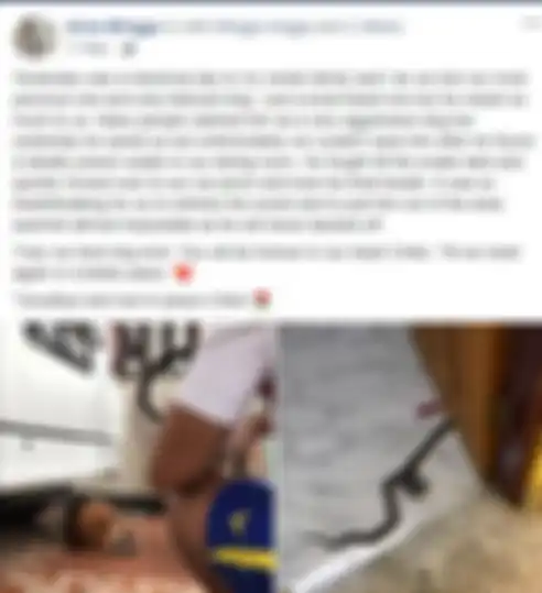 Kisah anjing bernama Chiko.