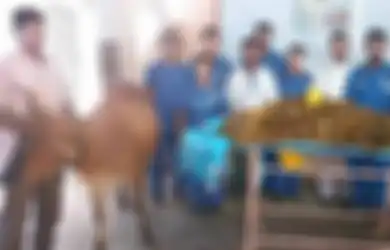 Tak Bisa Buang Air Besar, Sapi Ini Jalani Operasi Bedah Selama 5 Jam, Dalam Tubuhnya Ditemukan 52 Kg Sampah Plastik Bahkan Jarum!