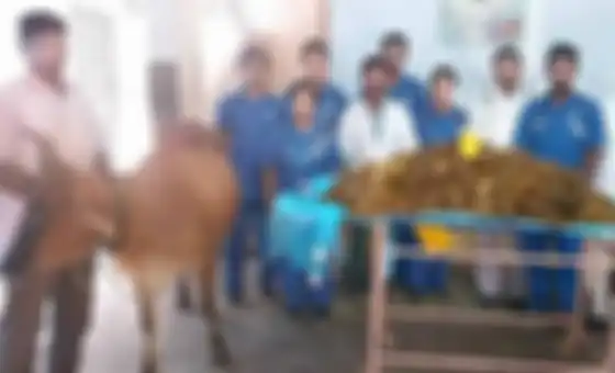 Di dalam perut sapi itu terdapat banyak sampah plastik
