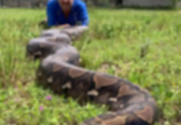 Pecahkan Rekor! Piton Seberat 272 kg Dapat Hidup hingga 70 Tahun Lagi