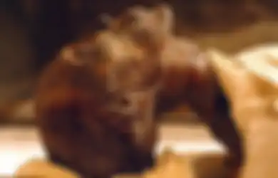 Firaun Tutankhamun Lahir dari Perkawinan Incest, Putra Firaun 'Sesat' Ini Sudah Memerintah pada Usia 19 Tahun, Penelitian Ungkap Kecacatan yang Dideritanya