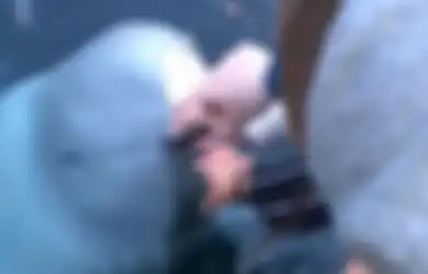 (Video) Membelot dari Latihan Militer Rusia, Paus Ini Kembalikan Ponsel Wanita yang Jatuh di Laut