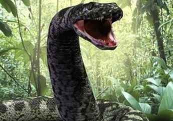 Monster Ular Sepanjang 13 Meter dengan Berat Mencapai 1.000 Kg dalam Sejarah, Melampaui Imajinasi 'Anaconda' Hollywood, Simak Kengeriannya!