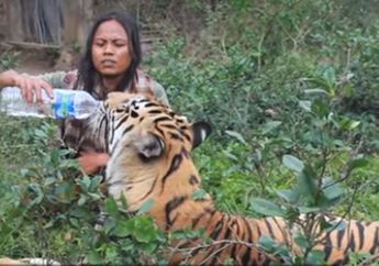 Akrab Banget, Kisah Abdullah dan Harimau Benggala, Sampai-Sampai Berbagi Makanan Mi Instan