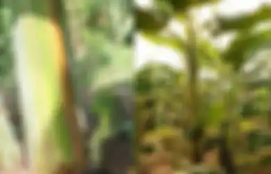 Sering Diabaikan, Siapa Sangka Batang Pisang Dihargai Fantastis karena Punya Manfaat yang Mengejutkan!