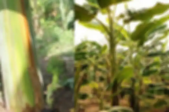 Batang pohon pisang memiliki banyak manfaat, salah satunya mencegah batu ginjal