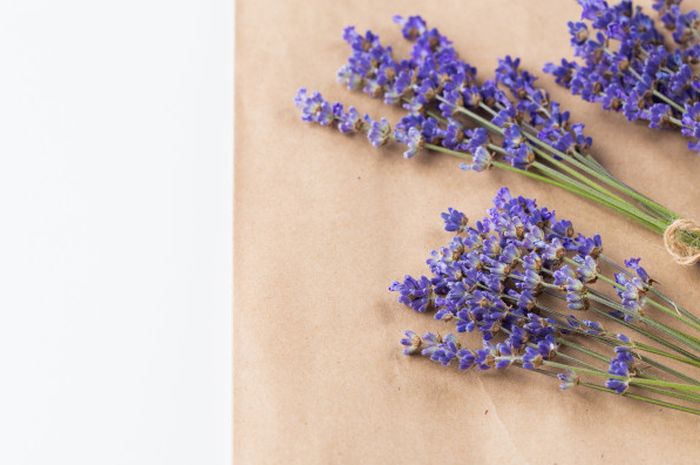 5 Manfaat Tanaman Lavender, Salah Satunya Bisa Menjadi Pengusir Nyamuk Alami!