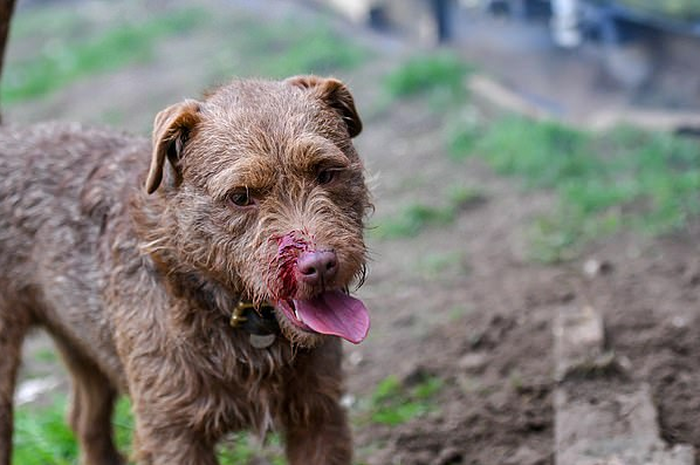 Langkah baru anjing 'verminator' musnahkan serangan hama yang tidak biasa ini, sampai habiskan 7 jam untuk binasakan 730 ekor hama
