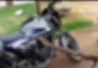 Bikin Merinding! Di motor Ini Bersarang Ular Sanca Segede Gaban