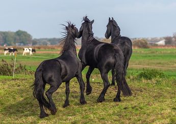 Arti Mimpi Menunggang Kuda Hitam, Jadi Pertanda Agar Tak Melupakan Orang-orang yang Mencintaimu? Simak Penjelasannya