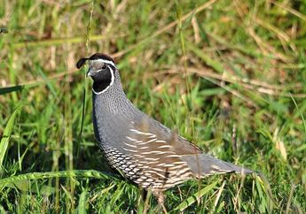 Arti Mimpi Burung Puyuh Hati-hati Ternyata Jadi Pertanda Ini Jangan Sampai Lengah, Simak Penjelasannya