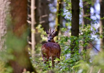 Arti Mimpi Melihat Kijang, Ternyata Jadi Pertanda Baik dalam Urusan Percintaan Lho, Simak Penjelasannya