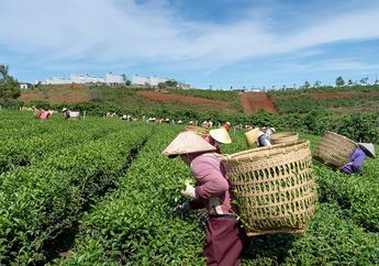 Arti Mimpi Memetik Daun Teh, Ternyata Jadi Pertanda Baik Ini, Simak Penjelasannya