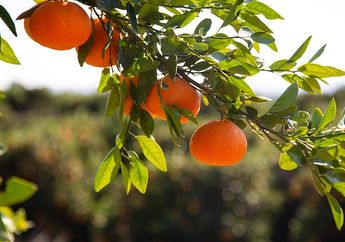 5 Manfaat Konsumsi Jeruk Keprok, Salah Satunya Ternyata Bisa Cegah Kelahiran Bayi dengan Cacat?