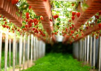 5 Arti Mimpi Diberi Bibit Buah Stroberi oleh Pria, Ternyata Jadi Pertanda Hubungan Bakal Berkembang? Simak Penjelasannya