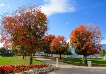 5 Arti Mimpi Diajak Melihat Pohon Maple Bersama Kekasih, Ternyata Jadi Pertanda Hubungan Berjalan ke Arah Ini, Simak Penjelasannya