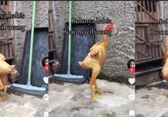 Viral, Penampakan Ayam Telanjang Tanpa Bulu di Kediri Alias Gundul, sang Perekam: Bulunya Habis Buat Bayar Hutang