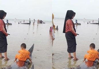 Fenomena Langka, Puluhan Paus Terdampar di Pantai Madura, Tak Bisa Berenang Kembali ke Tengah Laut Akibat Air yang Sedang Surut