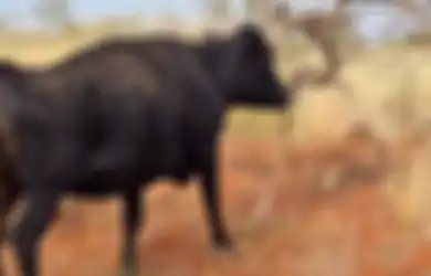 Dikiranya Sapi Sedang Menghisap Tulang, Setelah Didekati Ternyata Sapi Tersebut Sedang Mengunyah Ular Piton