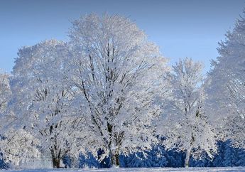 5 Arti Mimpi Melihat Pohon yang Diselimuti Salju Es, Ternyata Jadi Pertanda Ingin Hidupmu Mengalami Perubahan? Simak Penjelasannya