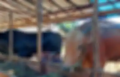 PENTING DIKETAHUI! Inilah Doa dan Tata Cara Menyembelih Hewan Kurban Lengkap dengan Arab dan Latinnya
