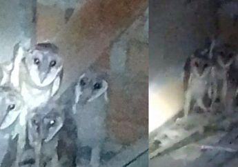 Dengar Suara Berisik yang Berasal dari Plafon, Pemilik Rumah di Jambi Syok Saat Tahu Ada Makhluk Ini Lagi Melotot: Cute Banget!