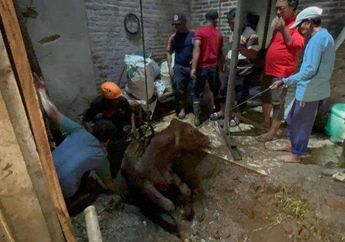 Kronologi Sapi Seberat 400 Kg Terperosok ke Septic Tank di Mojokerto, Petugas Damkar Sampai Turun Tangan
