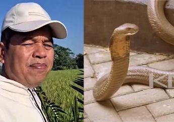 Baru 100 Hari Menjabat, Dedi Mulyadi Dikirimi Teror Ular Kobra hingga ke Pagar Rumahnya, Auto Beri Peringatan