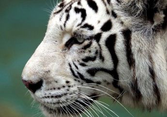 Seorang Penjaga Kebun Binatang di Jepang Tewas Setelah Diterkam Harimau Putih