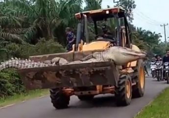 Bikin Geger Netizen, Viral Seekor Buaya Raksasa Sepanjang 4,5 Meter Diangkut Pakai Buldoser Melintasi Jalan Raya, Tak Punya Gigi dan Mati karena Aturan Adat