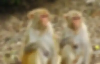 2.400 Monyet Telah Diinfeksi Virus Corona, WHO sebut Mereka Bisa Saja Menunjukkan Gejala Batuk, Sesak Napas, Demam, dan Kegagalan Organ