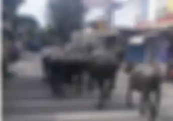 Daerah Kalideres Heboh, Video Gerombolan Kerbau Obrak-abrik Jalan Raya, Pemotor Kocar-kacir