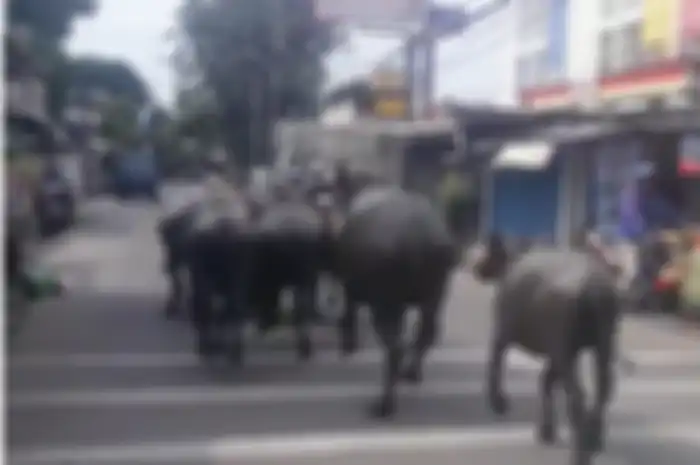 Gerombolan kerbau berlarian di tengah jalan