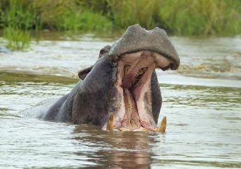 Arti Mimpi Kuda Nil Pertanda Bertemu Jodoh? Simak Penjelasannya