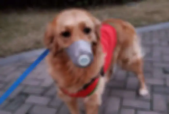 Anjing di China memakai masker untuk menghindari virus corona.