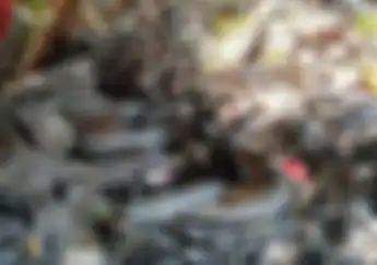 Terungkap! Ini Lokasi Puluhan Motor  Antik Yang Jadi Sampah di Jakarta