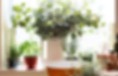 Tidak Perlu Membeli, Inilah Cara Mudah Menanam Tanaman Herbal di Rumah