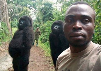 Dikenal Buas, Siapa Sangka Para Gorila di Kongo ini Justru 'Narsis' Saat Diajak Selfie