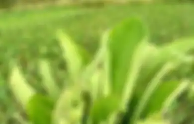 Aneka Tips Kesehatan, Kerap Dianggap Gulma, Siapa Sangka Daun Genjer Ampuh Tumpas Beragam Keluhan yang Menyiksa Tubuh