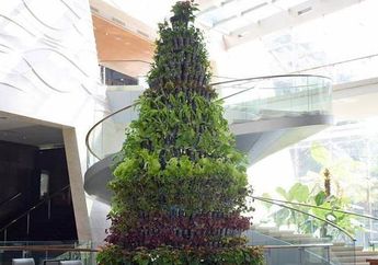 Natal 2019: Ingin Pohonmu Tetap Segar dan Asri? Intip yuk 6 Cara Merawat Pohon Natal Asli Berikut Ini!