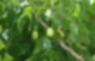 Buruan Dicatat! Daun Bidara Ternyata Ampuh Dipakai Meruqyah, Ustadz Khalid Basalamah Beberkan Caranya