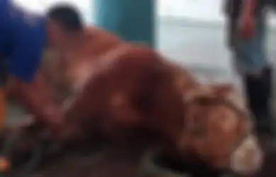 Mengapa Sunan Kudus Melarang Menyembelih Sapi Ketika Idul Adha?