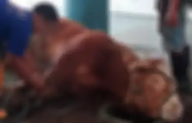 Mengapa Sunan Kudus Melarang Menyembelih Sapi Ketika Idul Adha?