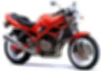 Mau Pelihara si Bandit Sangar Ini? Yang Keceh Badai Harganya Murah Kok..