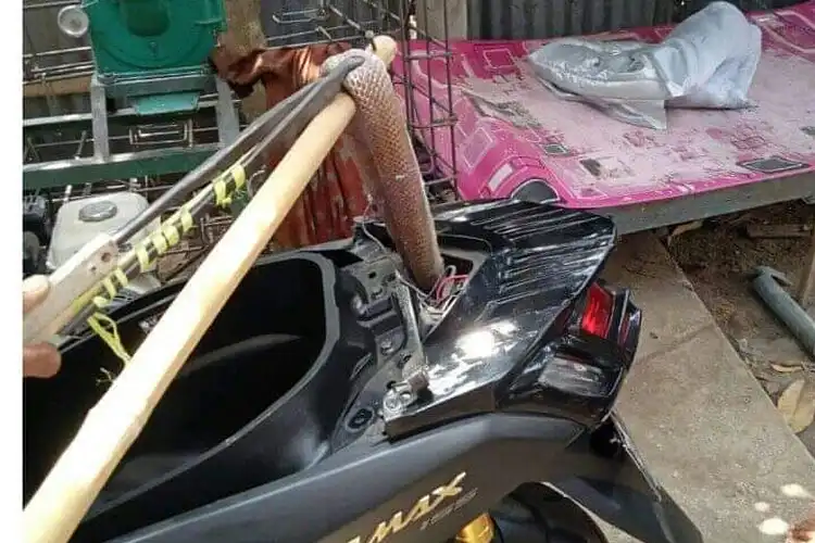 Gak Cuma Kucing, Hewan Ini Sering Nyelip Masuk Dalam Motor, Ada Yang Berbahaya!