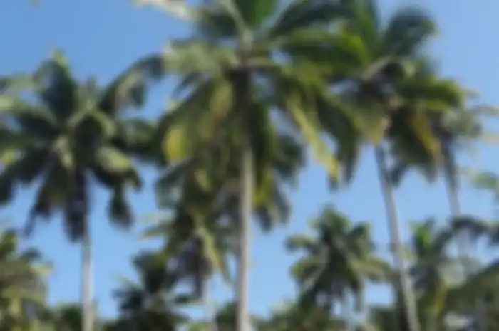 Pohon kelapa diklaim sebagai kunci status bebas virus corona di Republik Kiribati.