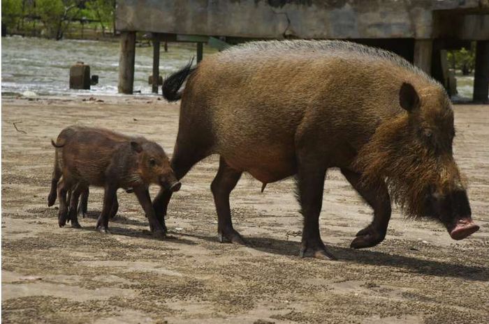 Babi berjanggut di hutan hujan Kalimantan atau Borneo.